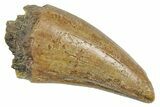 Fossil Tyrannosaurus (Trex) Premax Tooth - Wyoming #372362-1